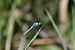 Orthétrum brun (Orthetrum brunneum) © Giovanni Fontanesi