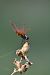 Trithémis pourpré (Trithemis annulata) © Giovanni Fontanesi