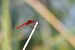 Crocothemis erythraea © Giovanni Fontanesi
