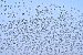 Storno (Sturnus vulgaris) © Giovanni Fontanesi