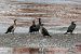 Cormorano (Phalacrocorax carbo) © Emanuele Pontiggia