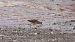 Combattente (Calidris pugnax) © Emanuele Pontiggia