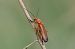 Rhagonycha fulva © Lorenzo Lanzani