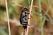 Coleoptera sp.  - Lorenzo Lanzani
