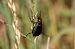 Coleoptera sp. © Lorenzo Lanzani
