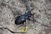 Lucanus cervus © Lorenzo Lanzani