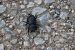 Dorcus parallelipipedus © Lorenzo Lanzani