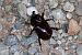 Oryctes nasicornis  - Lorenzo Lanzani