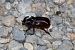 Oryctes nasicornis © Lorenzo Lanzani