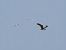 Falco pescatore (Pandion haliaetus) © Francesco Scarton