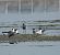 Pittima minore (Limosa lapponica) © Francesco Scarton