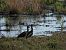Ibis falcinelle (Plegadis falcinellus) © Francesco Scarton