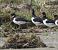 Beccaccia di mare (Haematopus ostralegus) © Francesco Scarton
