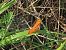 Melitaea didyma © Giorgio Leoni
