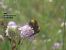 Bombus lucorum © Giorgio Leoni