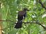 Ghiandaia (Garrulus glandarius) © Giorgio Leoni