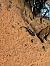 Salamandra pezzata (Salamandra salamandra) © Livio Giuseppe Leoni