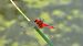 Crocothemis erythraea © Livio Giuseppe Leoni
