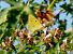Colias crocea © Fabio Simonazzi