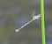 Chalcolestes viridis © Nicola Pilon