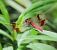 Sympetrum pedemontanum © Nicola Pilon