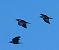 Corvo imperiale (Corvus corax) © Angelo Pasqua