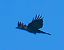 Corvo imperiale (Corvus corax) © Angelo Pasqua