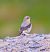 Culbianco (Oenanthe oenanthe) © Angelo Pasqua