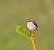 Tarier des prés (Saxicola rubetra) © Angelo Pasqua