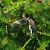 Cardellino (Carduelis carduelis) © Angelo Pasqua