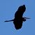 Airone schistaceo (Egretta gularis) © Angelo Pasqua