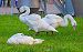 Cigno reale (Cygnus olor) © Angelo Pasqua