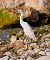 Garzetta (Egretta garzetta) © Angelo Pasqua