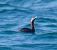 Svasso collorosso (Podiceps grisegena) © Angelo Pasqua