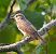 Pigliamosche (Muscicapa striata) © Angelo Pasqua