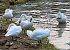 Cigno reale (Cygnus olor) © Angelo Pasqua