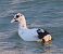 Folaga (Fulica atra) © Angelo Pasqua