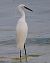 Garzetta (Egretta garzetta) © Angelo Pasqua