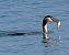 Svasso maggiore (Podiceps cristatus) © Angelo Pasqua