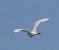 Airone bianco (Ardea alba) © Angelo Pasqua
