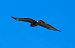 Poiana (Buteo buteo) © Angelo Pasqua