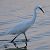 Garzetta (Egretta garzetta) © Angelo Pasqua