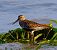 Piovanello pancianera (Calidris alpina) © Angelo Pasqua