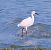 Garzetta (Egretta garzetta) © Angelo Pasqua