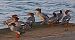 Smergo maggiore (Mergus merganser) © Angelo Pasqua