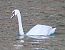 Cigno reale (Cygnus olor) © Angelo Pasqua