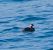 Svasso collorosso (Podiceps grisegena) © Angelo Pasqua