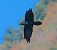 Corvo imperiale (Corvus corax) © Angelo Pasqua