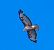 Poiana (Buteo buteo) © Angelo Pasqua