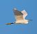 Garzetta (Egretta garzetta) © Angelo Pasqua
